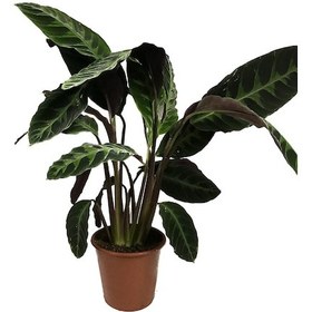 Resim Calathea Warscewiczii (Dua Çiçeği) Ø17 CM Y50-60 CM 