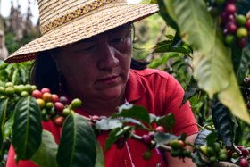 Resim Colombia Santa Lucia / Natural Pink Bourbon - Moka Pot / 250 gr 