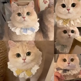 Resim Kediler için Prenses Tarzı Desenli Yaylı Atkı Hediye 