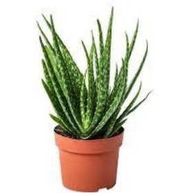 Resim 10 Adet Tohum Organik Aleovera Çiçeği Tohumu Balkon Aloe Vera 