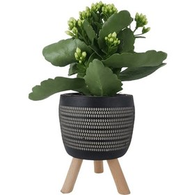 Resim Beyaz Kalanşo Siyah Damla Saksıda Kalanchoe 