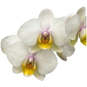 Resim Phalaenopsis 'busy Bee' Beyaz Orkide Ø12 Cm 45-50 Cm 