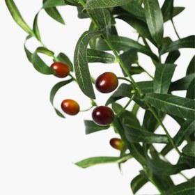 Resim Saksılı Zeytin Ağacı 44X40X108cm 