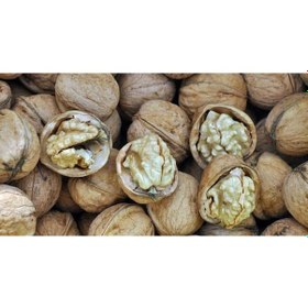 Resim Şebin Ceviz Fidanı 3 Yaş Tüplü ve Aşılı 