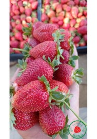 Resim 32 Adet Festival Çilek Fidesi Açık Kök ve Taze Söküm (Frigo) 