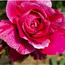 Resim Tüplü Nadir Fleurette Sarmaşık Kordes Yediveren Sarmaşık Gül Fidanı 