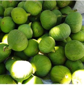 Resim Tüplü Erkek Ilek Hamza Incir Fidanı 