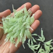 Resim 50 adet Gece Balıkçılığı için Uygun, Yüksek Görünürlüklü, Güçlü Çekim Gücüye Sahip, Balık, Kedi Balığı ve Alabalık için İdeal, Kedi Balığı Balıkçılığı İçin Baitler | Parlayan Yem | PVC Yumuşak Plastik, Balıkçılık Yemleri 