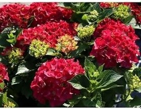 Resim Tüplü Kırmızı Ithal Ortanca Fidanı Yavru 25-30 1.Kalite Budanmış 