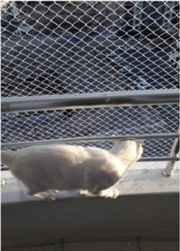 Resim 2 X 7 Metre Kedi Koruma Filesi Kedi Filesi Balkon Filesi 1 Mm Ked 