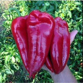 Resim Geleneksel Doğal Salçalık Kızartmalık Tatlı Kırmızı Kapya Biberi Tohumu 70 Tohum 