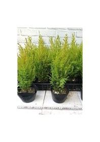 Resim Fomlu Kokulu Limon Servi Fidanı Tüplü 10 Adet 15-25cm Dış Mekan Ağacı 