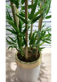 Resim 120 Cm Darbuka Saksıda Bambu 6 Dal Yeşil 