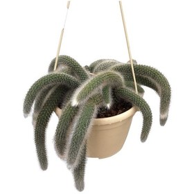 Resim Hildewintera Colademononis (Maymun Kuyruğu Kaktüsü) Ø14 CM Y20-25 CM 