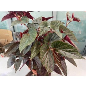 Resim Çilli Begonya Çiçeği 3 Adet 