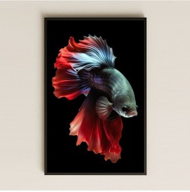 Resim Betta Balığı Temalı Estetik Şeffaf Pleksi Tablo 