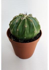 Resim Melocactus Maxonii Inermis Şapkali Özel Tür Koleksiyon Kaktüs 5.5 