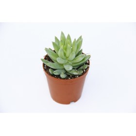 Resim Tunç Botanik SEDUM NİCAEENSİS 10 ADET SUKULENT 