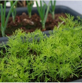Resim Aromatik Dereotu Fidesi 5 Adet N11.612 