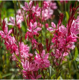 Resim Gaura Çiçeği 20 Adet - Çok Yıllık Dış Mekan Çiçeği 
