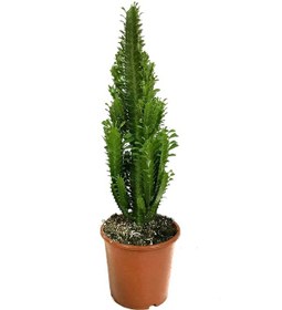 Resim Euphorbia Trigona (Süt Ağacı) Ø17 CM Y60-70 CM 