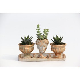 Resim Trio Helen Orange Sukulent Seti - Haworthia Pumila. Crassula 