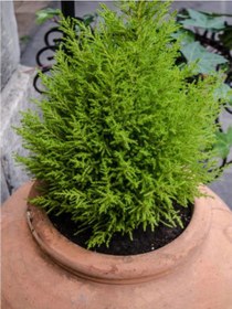Resim Limoni Servi Limon Çamı Cupressus Macrocarpa 30-50 Cm 