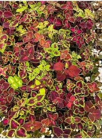 Resim Yaprak Güzeli Çiçeği 1 Adet 10-20Cm (Coleus), GDB140624NA22 