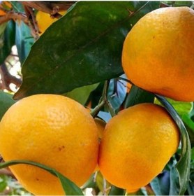 Resim Tüplü Aşılı Bol Verimli Primasol Mandalina Fidanı 