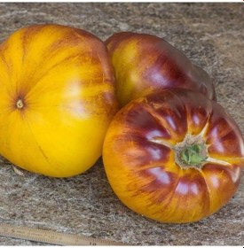 Resim Çizgili Volvarina Domates Tohumu 15 Tohum 