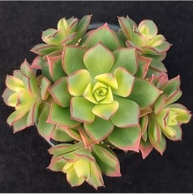 Resim Aeonium Kiwi Gökkuşağı Sukulent 10 Adet 