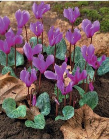 Resim Dağ Sıklameni Cilicum Cyclamen Soğuklara Ve Kuraklığa Dayanıklı Sıklamen Çiçeği Soğanı 1 Adet 