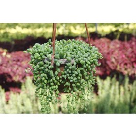 Resim Tesbih Çiçeği Askılı Saksıda 3 Adet 