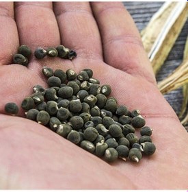 Resim Doğal Bamya Tohumu -0,5 Kg 