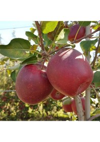 Resim Tüplü Aşılı Yarı Bodur Dark Red Flavor Elma Fidanı 
