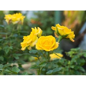 Resim Mini Gül Minyatür Saksı Gülü Sarı 10 Adet 