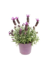 Resim Videolu Yoğun Kokulu Mor Lavanta Angustifolia Fidanı 30 Adet Saksılı/tüplü 10-20cm Lavender 