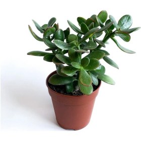 Resim Crassula Ovata - Para Çiçeği Fidanı 10-20 Cm 