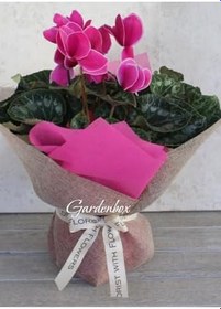 Resim Hediyelik Özel Gün Gün Çiçeği Sıklamen Çiçeği Öğretmenler Günü Hediyesi 