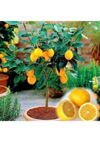 Resim 2 Yaş Aşılı Meyvesiz Yediveren Bodur Limon Fidanı. Torbada 