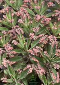 Resim Özel Tür Pembe Renk Aşkın Gözyaşı Çiçeği 1 Adet Saksılı 