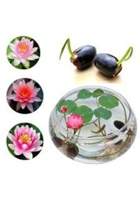 Resim 15 Adet Tohum Nadir Bulunan Kutsal Kutsal Lotus Çiçeği Tohumu 