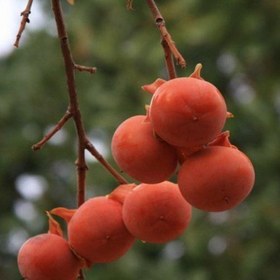 Resim Tüplü Doğal Yabani Hurma Ağacı Fidanı 