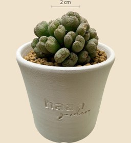 Resim haan garden Conophytum SSP Lithops Sukulent 