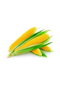 Resim Süper Paket 150 Adet Tohum Ithal Nadir 40-60 Cm Uzun Mısır Tohumu 