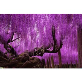 Resim Mor Salkım Fidanı - Wisteria Sinensis 