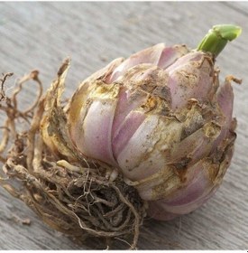 Resim İri Çiçekli Lantella Sarı Çiçeli Çiçekli Kokulu Lilium Zambak Soğanı 1 Adet 