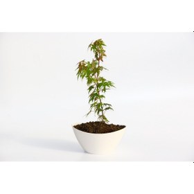 Resim Bonsai Japon Akçaağacı N11.137 