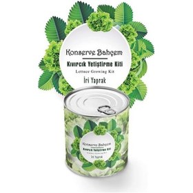 Resim Konserve Bahçem Evde Konservede İri Yapraklı Kıvırcık Yetiştirme Kiti 