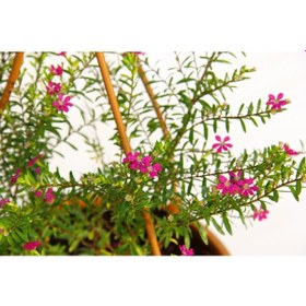 Resim Cennet Çiçeği Askılı Saksıda 3 Adet 